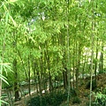 上海植物園 021-1.jpg