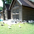 上海植物園 029-1.jpg