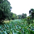 上海植物園 033-1.jpg