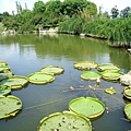 上海植物園 041-1.jpg