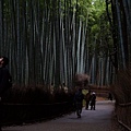 京都嵐山_竹林2.jpg