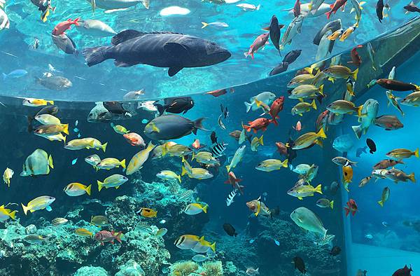 美麗海水族館2.jpg