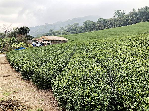 阿里山景點5.jpg