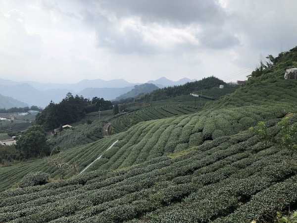 阿里山茶園1