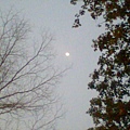月亮與樹