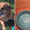15歲愛犬病逝後 主人在碗內發現它留下「最後的禮物」.jpg