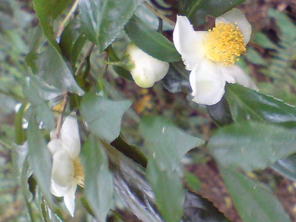 一路上到處見到的花