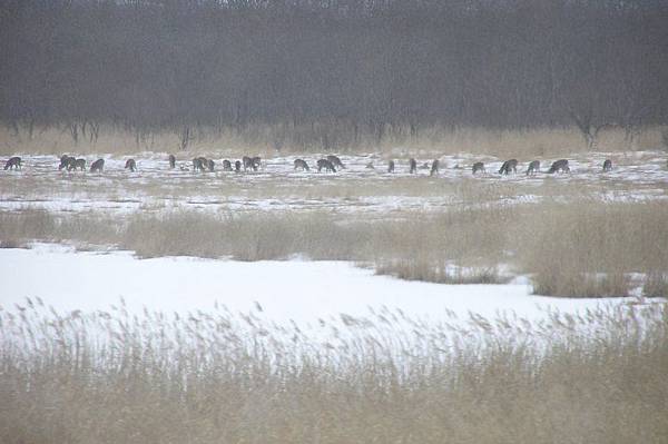 釧路濕原的鹿群