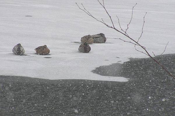 水鴨們都縮成一團