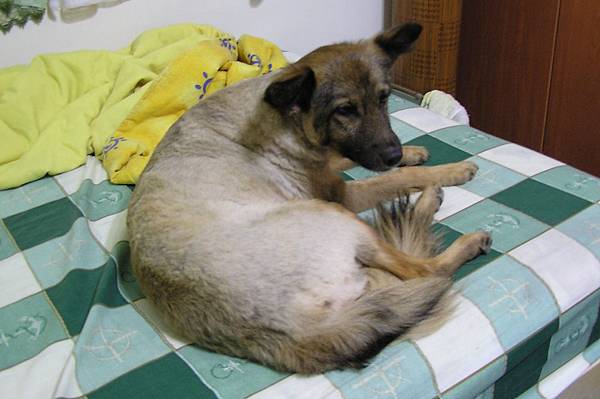 天氣漸熱，毛又剃短