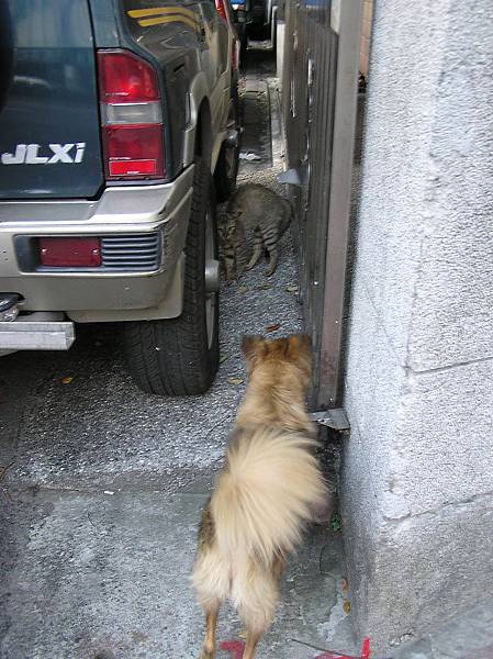 老喜歡去鬥貓咪