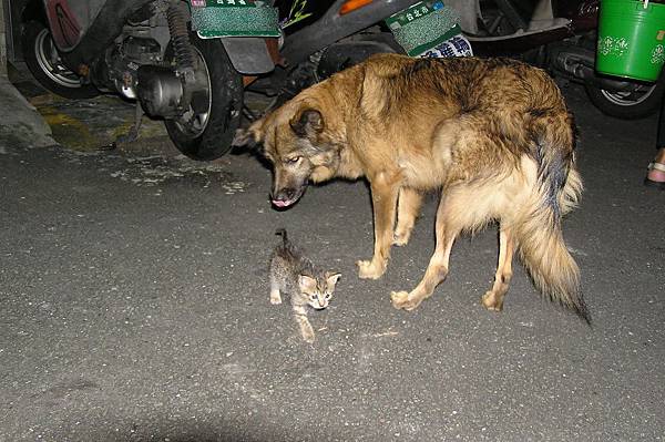 可口的小貓 (舔)