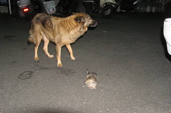 不知該拿小貓怎麼辦