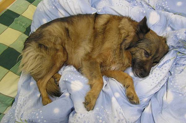 老愛躺在軟軟棉被上