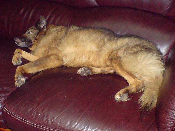 客廳的沙發也是她的床