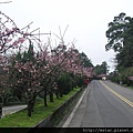 花園新城入口的櫻花