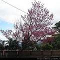 指南宮的山櫻花