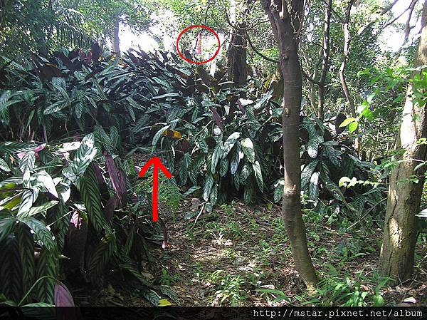 接近點位前的紫色葉叢