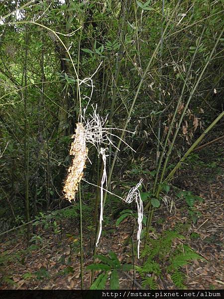 鞍部竹林路徑上的蜂巢