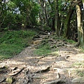 往中埔山東峰樹根路段