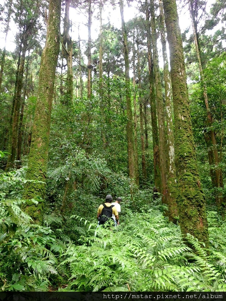 植物茂密