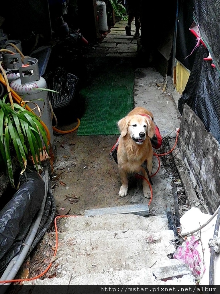 上山又下山的黃金獵犬