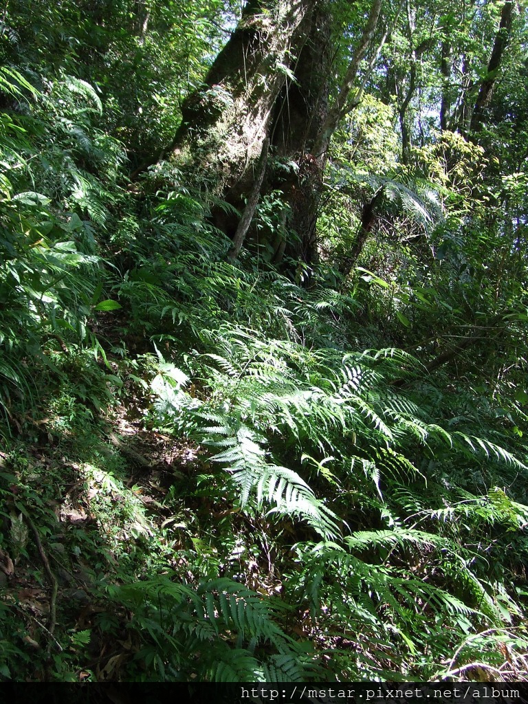 陡坡邊超窄路徑