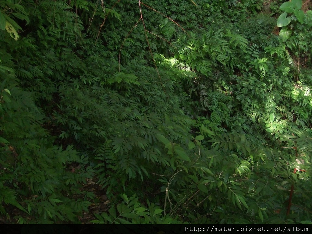 陡坡邊超窄路徑