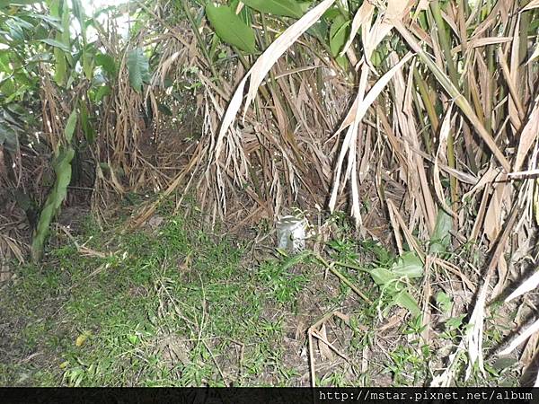 茅草埔山北峰 60M