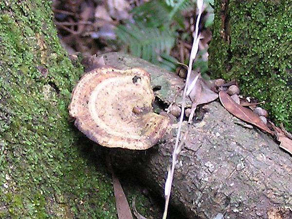 粗糙擬迷孔菌？