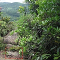 溪山里山 320M