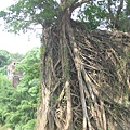 被樹根包住的魚藤坪斷橋