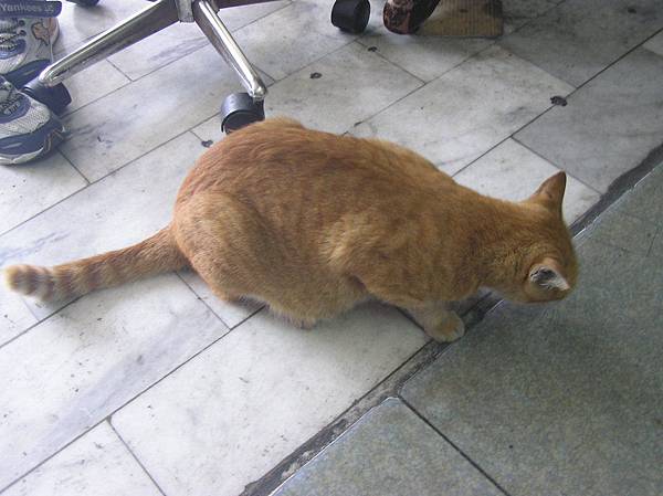 上好車行的貓咪