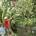 霖哥摘樹蕃茄