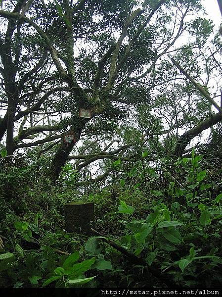 小草山南峰 470M