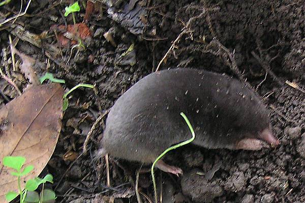 台灣鼴鼠(悶鼠)