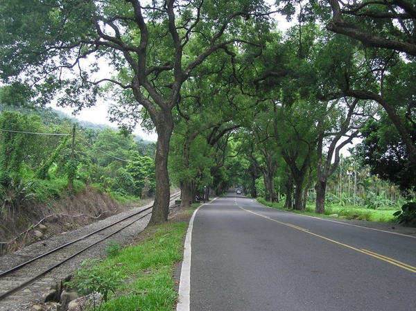 綠色隧道 綠色隧道
