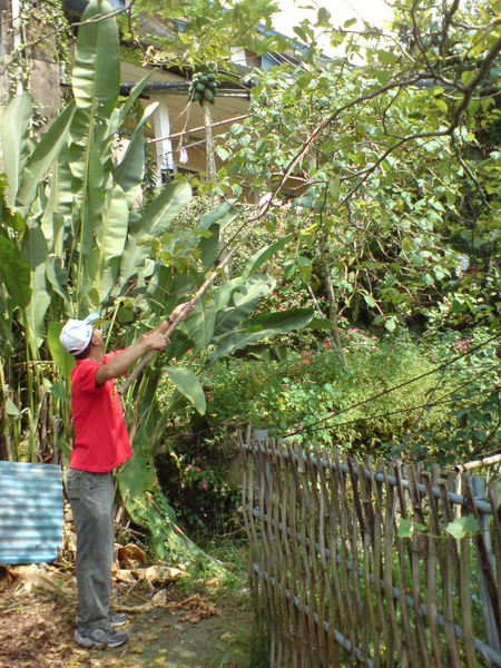 霖哥摘樹蕃茄 霖哥摘樹蕃茄