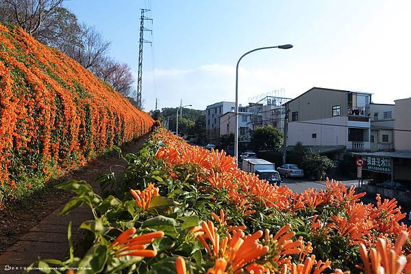 銅鑼炮仗花_08.JPG