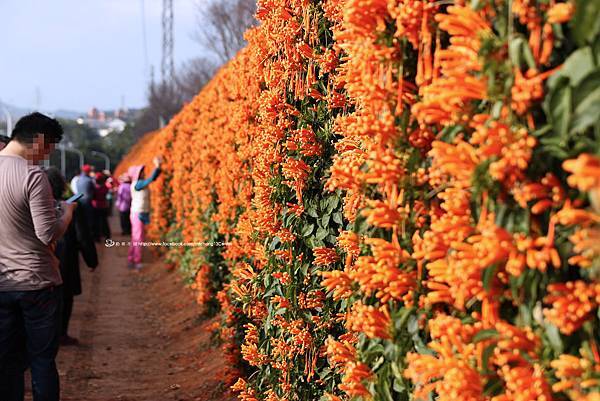 銅鑼炮仗花_09.JPG
