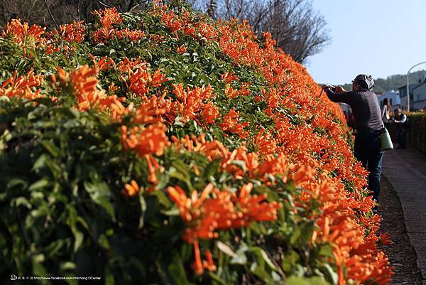 銅鑼炮仗花_20.JPG