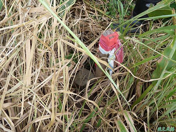 20131214蕃婆墓山(18)