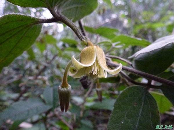 銹毛鐵線蓮20140104(6)