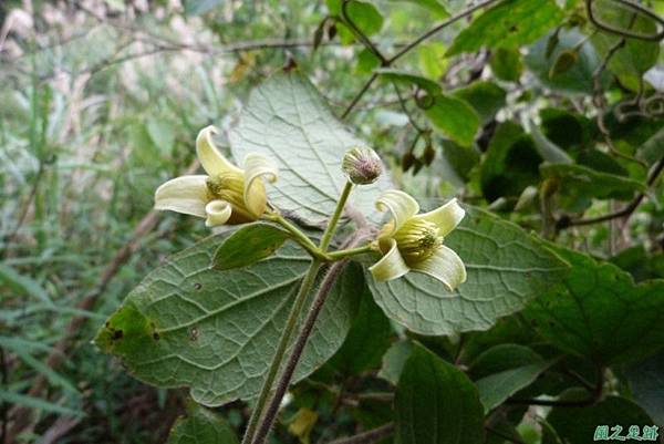 銹毛鐵線蓮20140104(7)