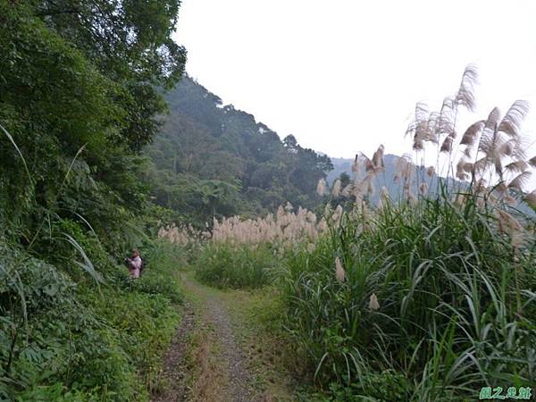 銹毛鐵線蓮20140104(18)