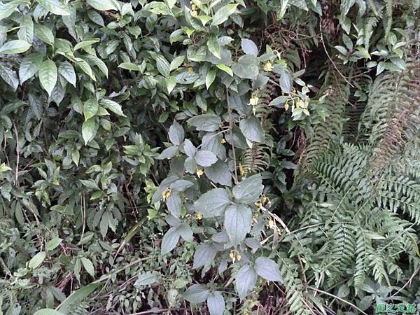 銹毛鐵線蓮20140104(19)