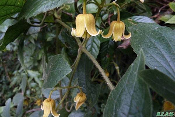 銹毛鐵線蓮20140104(21)