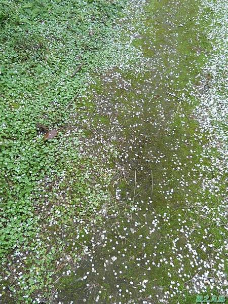 上坪梅園20140111(23)