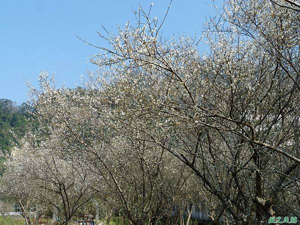 上坪梅園20140111(37)