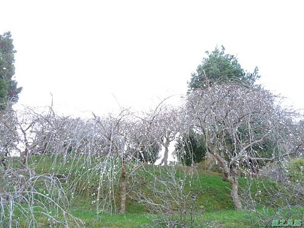 野馬敢山20140111(124)